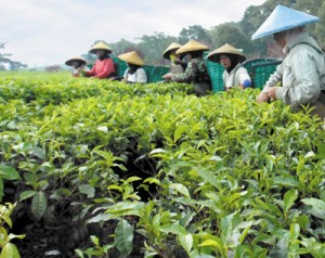  BUMN PERKEBUNAN harus raih laba Rp5 triliun