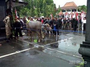  Waduh, kerbau ngamuk saat kirab budaya