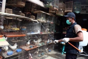  FLU BURUNG: Dinkes Bandung imbau agar waspada