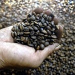  HARGA KOPI: Panen di Indonesia baru April 