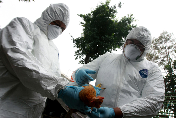  FOTO: Pemusnahan unggas untuk tekan flu burung di Kota Bandung