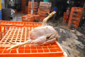  FLU BURUNG: Ada unggas mati mendadak, hubungi 022-6015102