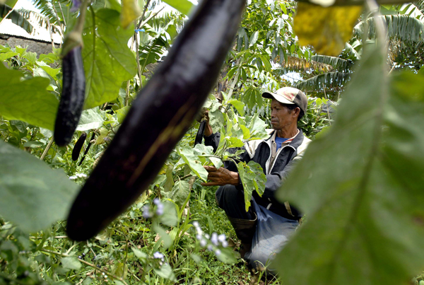  FOTO: Petani terong keluhkan rendahnya harga jual