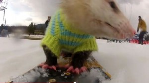  RATATOUILLE: Oposum yang jago ski