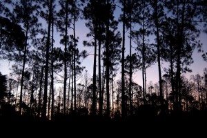  WISATA BANDUNG: Pine Forest, sangat cocok untuk hilangkan stres 