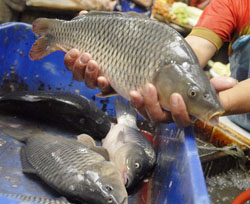  PERIKANAN: Jabar genjot produksi ikan patin