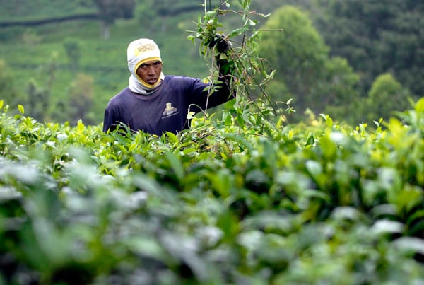  FOTO: Produksi teh nasional tahun ini berpotensi turun 10%-20%