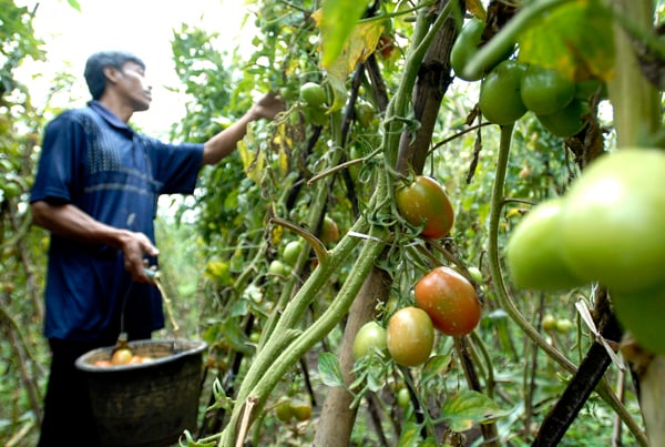  FOTO: Stok tomat melimpah, harga turun