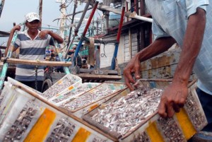  HARGA IKAN di Tasikmalaya naik