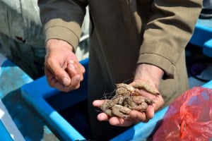  PRODUKSI UDANG kejar 420.000 ton