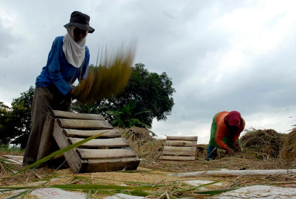  FOTO: Indonesia cetak sawah baru 5.000 Ha untuk amankan pangan nasional