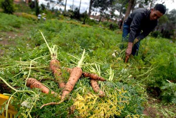  FOTO: Stok wortel melimpah