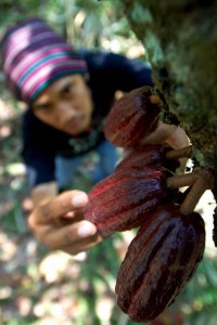  PRODUKSI KAKAO: Petani ramai-ramai beralih ke sawit dan karet