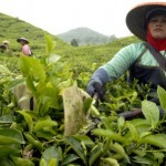  AGROWISATA: Sekolah Pertanian Pembangunan Tanjungsari terapkan konsep