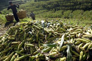  BUDIDAYA JAGUNG JEPANG: Petani Indramayu optimistis hasil panen terserap