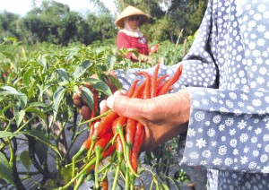  Petani Gunung Merapi tanam cabai