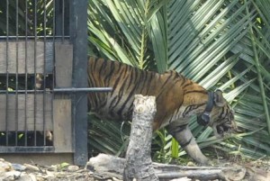  HARIMAU SUMATRA: Semakin terancam punah