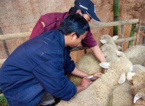  INFO LELANG: Pengadaan ternak domba Dinas Peternakan dan Perikanan Kab. Purwakarta Rp819 juta