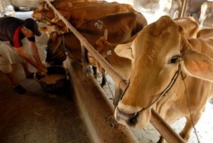  Peternak sapi perah harapkan subsidi pemerintah
