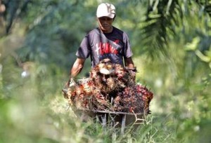  HARGA MINYAK SAWIT: Reli tembus rekor