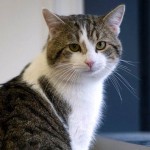  16 tahun hilang, kucing ini kembali ke pemiliknya
