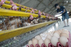  Harga beras & telur ayam mulai turun