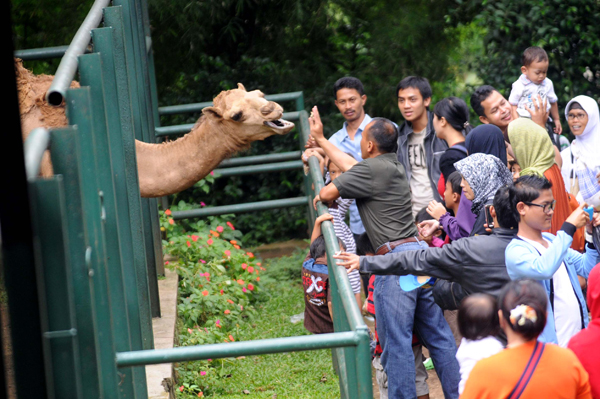  FOTO: Kebun Binatang Bandung diserbu wisatawan