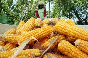  PERTANIAN JABAR: Petani jagung Tasik limbung saat mau jual barang