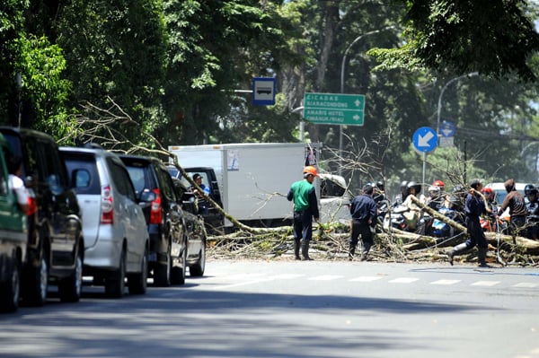  FOTO: Pemangkasan pohon di Kota Bandung untuk hindari bahaya