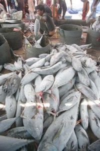  IKAN TUNA: Potensi tangkapan di Sukabumi 3.000 ton 