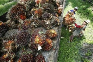  KELAPA SAWIT: Pemerintah dorong industri CPO fokus garap pasar lokal