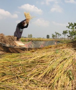  Petani di Bali panen raya