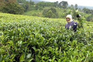  KEBUN TEH: Kualitas turun, 1.000 Ha lahan sepanjang Tol Cipularang dievaluasi