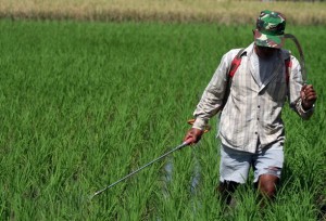  PESTISIDA: Tingkat pemakaian oleh petani mengkhawatirkan