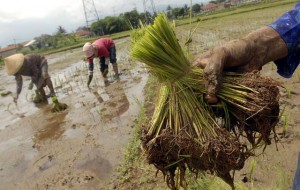  BENIH PADI: Baru 65% petani Jabar gunakan benih bersertifikat