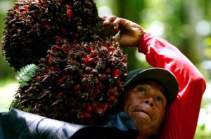  HARGA MINYAK SAWIT bakal naik 15% jadi US$1.302/ ton