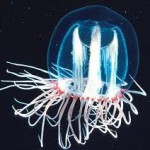  Immortal jellyfish, hewan buruan Spongebob ini tak bisa mati