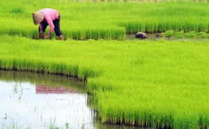  Pengembangan padi organik perlu BUMN khusus