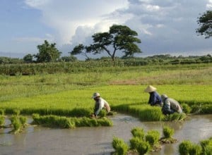  PERTANIAN: Areal sawah padi di Tasik terus merosot