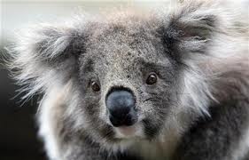  Koala akan jadi hewan dilindungi di Australia