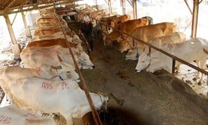  SAPI GILA: Disnak Jabar khawatir bisa picu gejolak harga