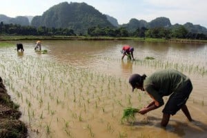  PDRB KAB. BANDUNG: Sektor pertanian ada di peringkat ketiga