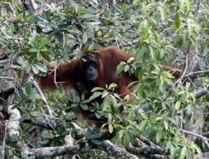  Duh! Orangutan di Sumatra tinggal 200