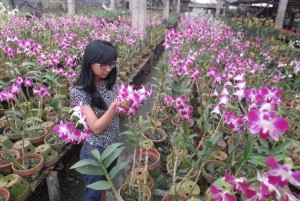  Jumlah petani anggrek di Kota Bandung berkurang