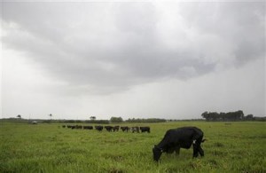  SAPI PERAH: Peternak Jabar butuh 12.000 hektare lahan rumput gajah