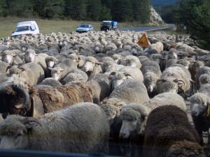  Kambing ini pandai membajak mobil, percaya?