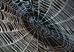  Sembuhkan impotensi dengan racun laba-laba