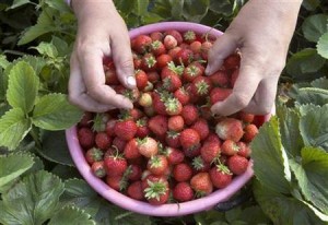  STROBERI: Petani Bandung studi banding ke Korea Selatan