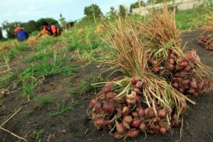  BAWANG: Luas lahan budidaya di Pantura Jabar meluas