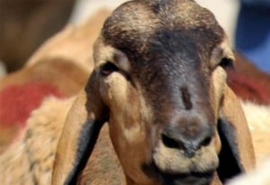  PETERNAKAN: Indramayu genjot stok kambing